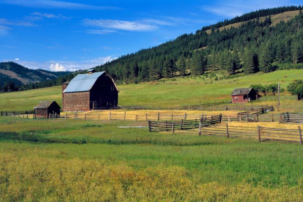 USA, Washington State, Kittitas Co. Summer pasture surrounds an old barn on a farm in Kittitas County in central Washington State.